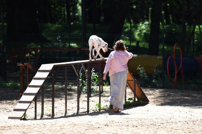 В России утвержден новый ГОСТ который устанавливает требования к площадкам для выгула и дрессировки собак сообщили в Росстандарте Документ вступит в силу с 1 апреля 2026 года Отмечается что в стандарте впервые определены такие понятия как инфраструктура для владельцев собак игровая площадка для собак маршрут для прогулок с собаками разделены понятия об игровых и дрессировочных площадках Так например ГОСТ устанавливает что минимальная площадь игровой площадки должна составлять 200 квадратных метров а дрессировочной 1 5 тысячи квадратных метров Высота ограждения на них должна быть не менее 2 метров На площадках предусматриваются зоны для уборки отходов с контейнерами и дозаторами для пакетов Кроме того установлены требования к освещению зонированию препятствиям для дрессировки собак Фото РИА Новости Подписаться на Российскую газету Читать нас в MAX