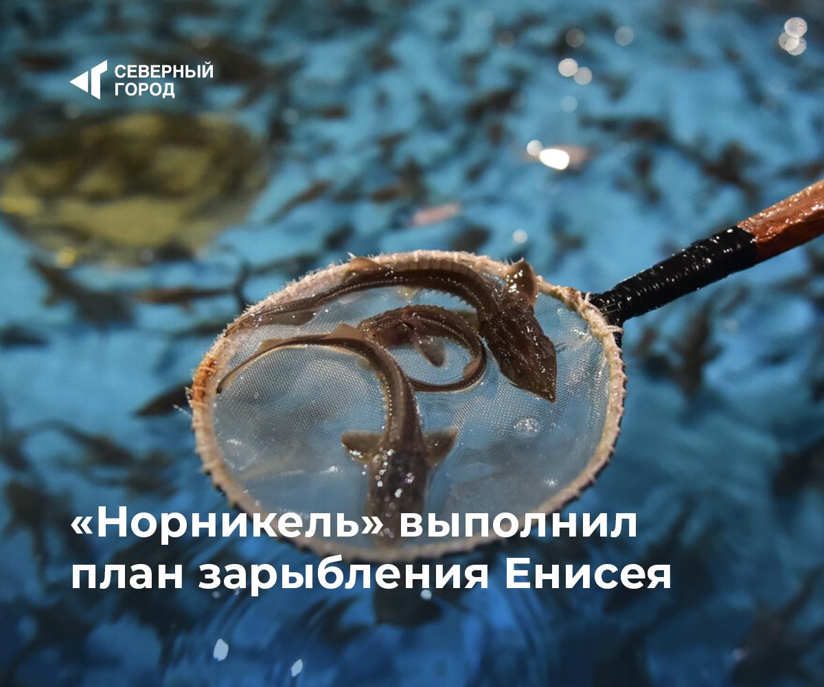 «Норникель» выполнил план зарыбления Енисея В 2025 году в Енисей выпущено три миллиона мальков сибирского осетра – программа по зарыблению полностью выполнена. По условиям мирового соглашения с ВНИРО и Росрыболовством «Норникель» и НТЭК ежегодно реализуют масштабный экологический проект на Таймыре. «С 2033 по 2050 год в водоемы Норило-Пясинской озерно-речной системы энергетическая компания планирует выпустить 510 миллионов экземпляров молоди ценных видов рыб: осетра, муксуна, чира, сига и нельмы», – сообщили в компании. Параллельно продолжаются научные экспедиции: специалисты ВНИРО изучают водоемы региона, чтобы обеспечить устойчивое восстановление рыбных ресурсов Таймыра. #экология – Больше рыбы – больше пользы – Масштабная забота о природе