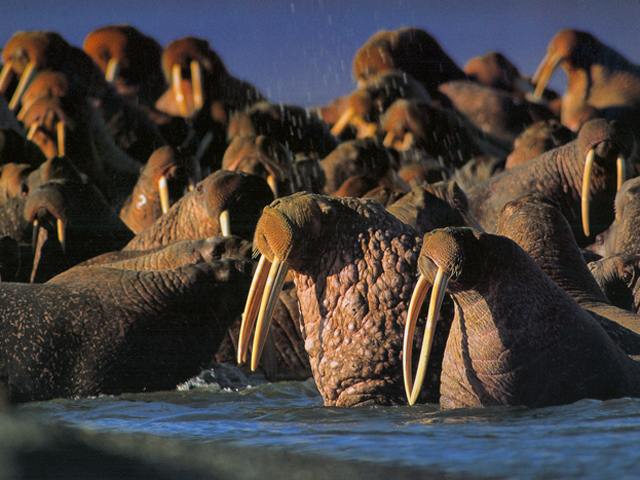 Тихоокеанского моржа включили в Красную книгу Камчатки из-за браконьеров   В минприроды края отметили, что за последние 25–30 лет моржи исчезли с большинства камчатских лежбищ.   «Все эти годы не прекращается преследование животных со стороны браконьеров, снизилась эффективность охраны лежбищ моржей. Вероятно, большинство из исторических лежбищ моржей следует считать угасшими, и звери могут больше не вернуться», – отметили в ведомстве.  Фото: ДВО РАН