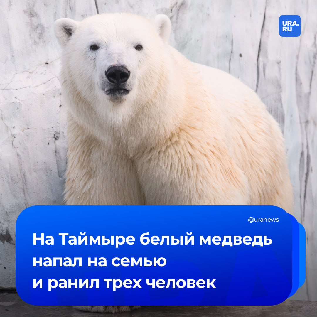 Белый медведь напал на семью с ребенком в Красноярском крае Людей спасли местные жители и участковый полиции сообщили в МВД Животное напало на людей в 40 км от поселка Носок Чтобы отпугнуть медведя к месту выехали на снегоходах местные жители и участковый Увидев приближающуюся технику хищник скрылся однако успел ранить троих граждан 1983 2015 и 2006 годов рождения Местные жители предупредили об опасности соседние рыболовецкие точки и транспортные средства ехавшие в Носковскую тундру Семью вывезли в поселок для оказания медпомощи Подписаться на URA RU мы в MAX