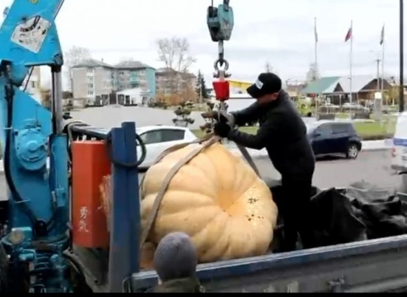 Новый рекорд Приангарья тыква весом почти 400 кг В Чунском районе гигантский овощ представили на конкурсе Золотая тыква Читать подробнее на сайте