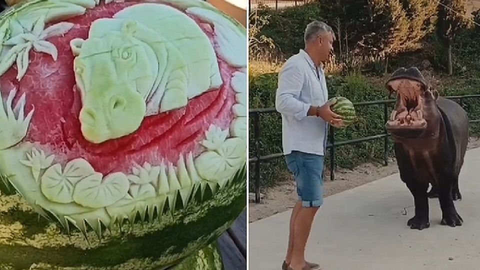 Сюрприз для бегемота: в Бахчисарайском зоопарке устроили арбузную вечеринку ⁠ В зоопарке Бахчисарайского парка миниатюр устроили настоящую арбузную вечеринку. Мастера по карлингу - то есть специалисты, которые обладают техникой художественной резьбы по фруктам и овощам, вырезали почти три десятка различных узоров и фигур на арбузах и дынях. После чего порадовали ими не только гостей, но и питомцев.  - Арбузы с бахчисарайских полей привезли 2,5 тонны... Поэтому решили, что весь август на выходных будем устраивать подобные арбузные вечеринки, - рассказали в парке.  Мастера по карлингу вырезали на арбузах 28 различных узоров. Кадр из видео: Бахчисарайский парк миниатюр  Самой первой резной арбуз отведала бегемотиха по кличке Морячка Соня. Она быстро уплела сладкую ягоду вместе с собственным портрето...  Подробнее>>>