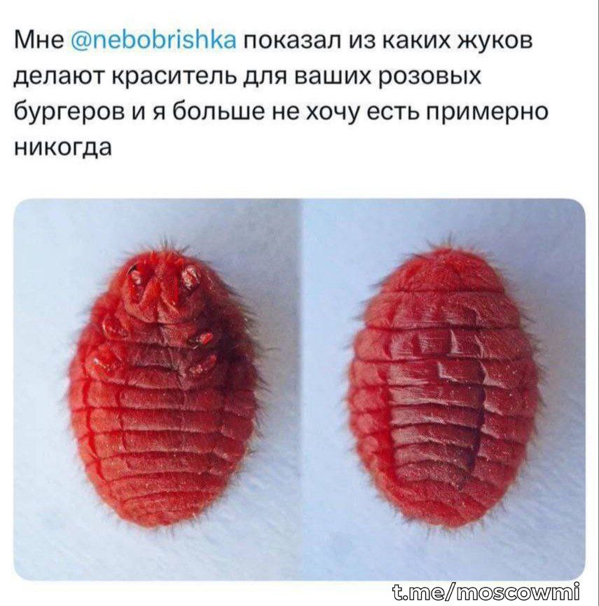 Жуков, из которых делают розовые бургеры «Вкусно — и точка», показали в сети. Именно из них получают краситель кармин. Это самки кошенильных червецов — крошечные насекомые, которых разводят на кактусах. Добавку массово используют в красной помаде, M&M’s, конфетах, клубничных йогуртах, леденцах, колбасах, а также некоторых ликёрах и глазури для выпечки.