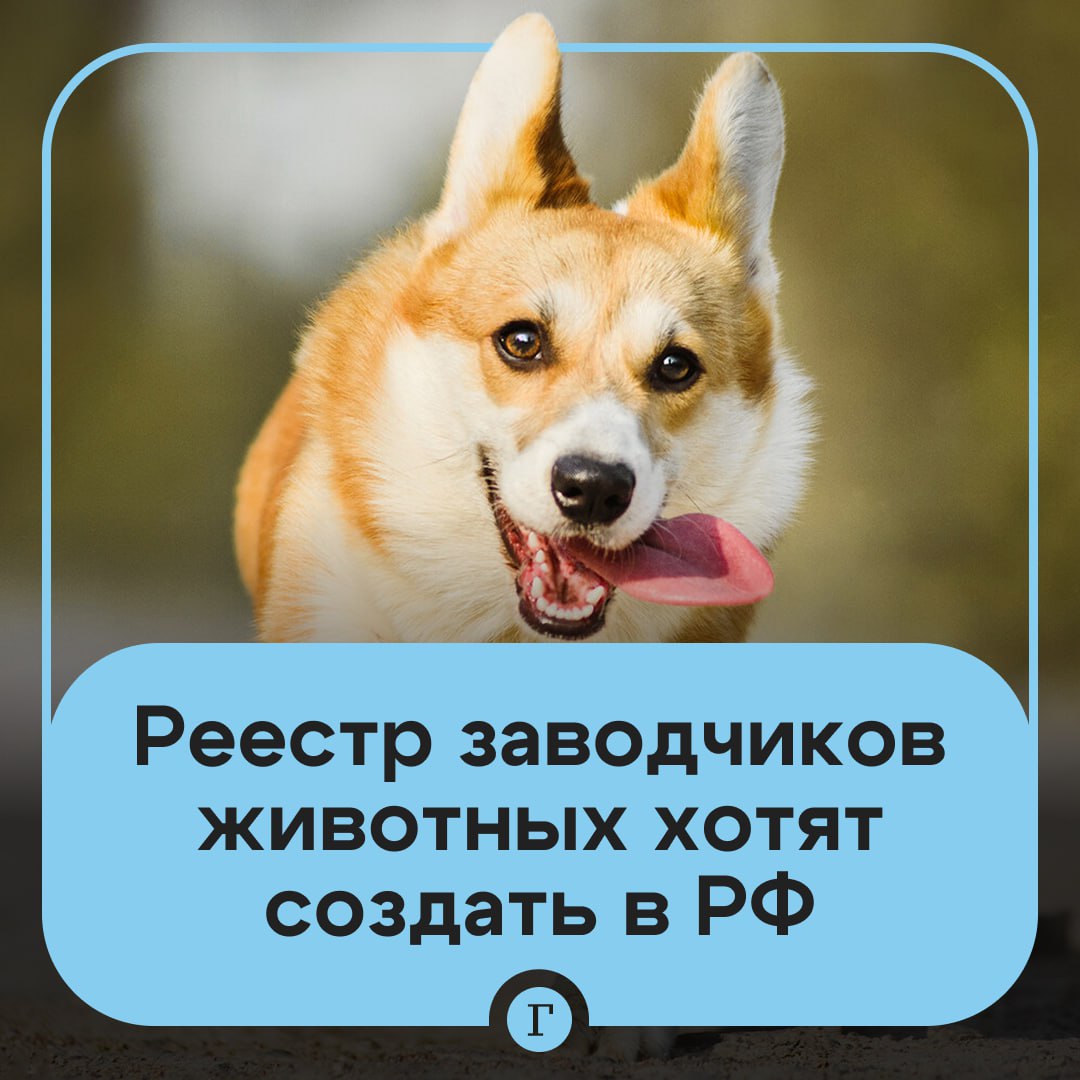 ‍  За заводчиками животных хотят следить.  Депутаты отправили в правительство законопроект, согласно которому все заводчики животных будет помещены в специальный реестр. По мнению авторов инициативы, недобросовестные предприниматели разводят собак, проявляющих агрессию к человеку, а больных особей просто выбрасывают на улицу.    «У нас есть те, что работают вбелую и соблюдают все правила разведения. А есть, кто просто купил пару собачек и разводит их где-то в домашних условиях, не соблюдая никаких правил. Мы хотим для начала понять, сколько их, хотим, чтобы они соблюдали правила разведения, и хотим создать единый реестр на базе наших крупнейших заводческих организаций», — заявил депутат Александр Спиридонов.  Полезная инициатива? —   /