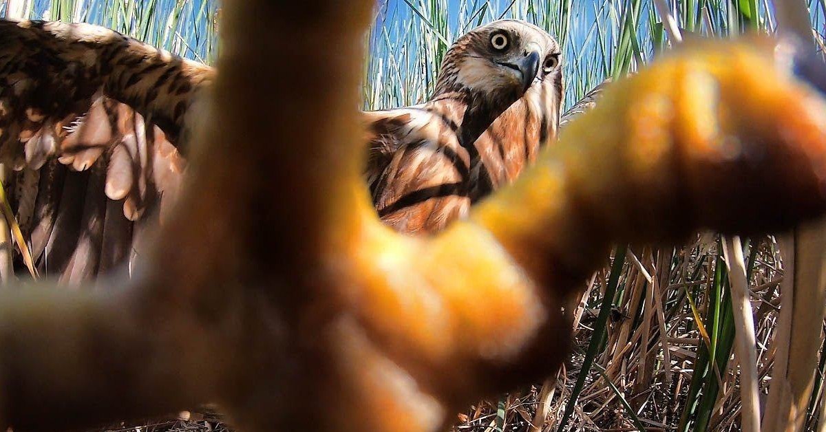 Работники аэропорта не досмотрели Согласие выплатило 10 4 млн р за попавшую в самолет птицу Согласие совершило выплату в размере 10 4 млн р по полису страхования гражданской ответственности владельцев аэропорта Эта сумма пошла на ремонт воздушного судна Airbus A320 которое во время разгона на ВПП в неназванном аэропорту столкнулось с птицей болотным лунем который питается лягушками мелкими птицами и грызунами и весит около 500 гр Удар пришелся в правую сторону фюзеляжа рассказали в Согласии Серьезных повреждений не возникло и экипаж принял решение продолжить полет Самолет благополучно сел в аэропорту назначения Технический осмотр выявил повреждения четырех лопаток вентилятора на одном из двигателей А также ряд некритичных повреждений обнаружили на фюзеляже В результате расследования было установлено что ответственность за данный инцидент лежит на аэродромной службе аэропорта