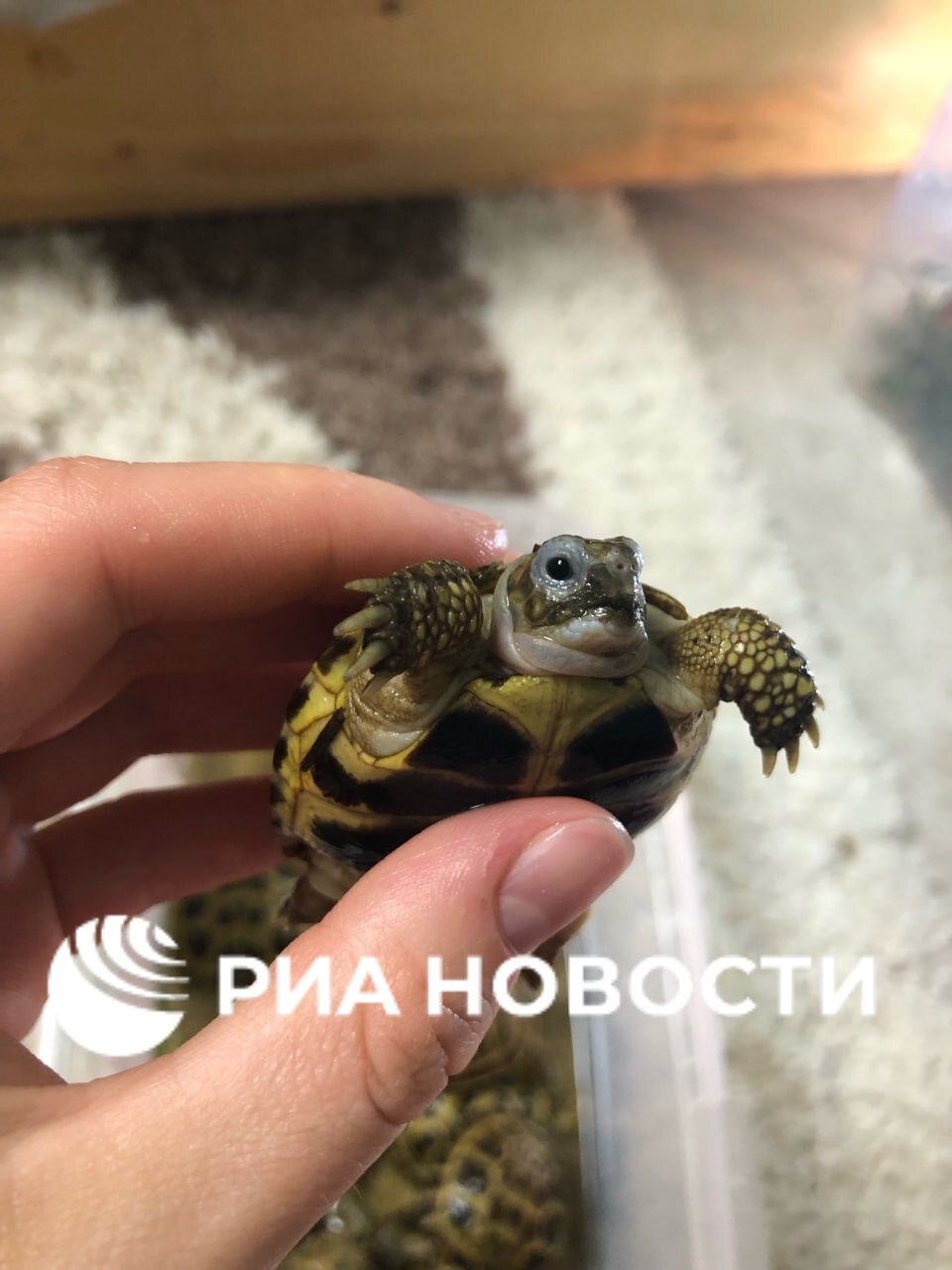 Больше десятка среднеазиатских сухопутных черепашат нашли на помойке в Твери, они в плохом состоянии и могут погибнуть, рассказала РИА Новости зоозащитница Пудникова.   По ее словам, ей прислали публикацию, где продавали и пристраивали почти 30 черепашат, найденных как раз на помойке. Когда волонтеры обратились к продавцу, оказалось, что всех черепашат уже продали.   Волонтеры узнали адрес помойки, где обнаружили рептилий, и нашли там еще более десятка. Пудникова отмечает, что, скорее всего, у них герпесная пневмония, а выбросили их на помойку заводчики, так как лечить рептилий долго и невыгодно.   Среднеазиатские сухопутные черепахи подпадают под действие Конвенции о международной торговле видами дикой фауны и флоры, находящимися под угрозой исчезновения, их незаконный ввоз в Россию и продажа считаются контрабандой.      / Все наши каналы