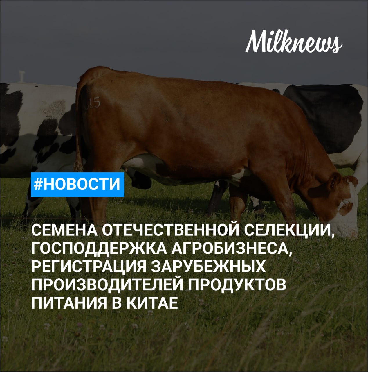 Уровень самообеспеченности России семенами отечественной селекции приблизился к 70 Мишустин в России расширят поддержку агробизнеса Патрушев малые предприятия АПК имеют доступ ко всем механизмам господдержки Сладкий акциз в РФ с 2026 года повышается на 10 Китай обновил правила регистрации для зарубежных производителей продуктов питания