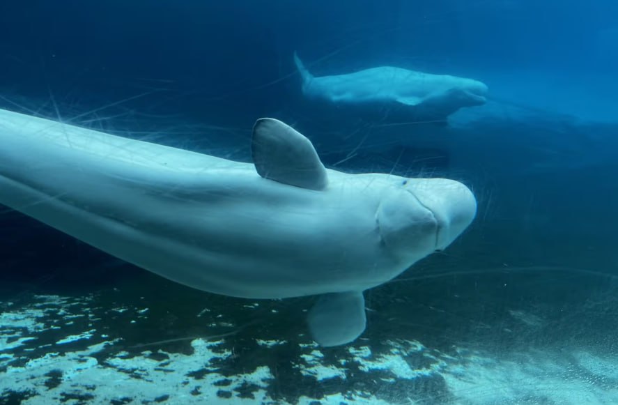Разорившийся канадский океанариум Marineland обратился к властям за экстренной помощью для спасения 30 белух от неизбежного усыпления из за нехватки финансирования сообщает телеканал CTV Китайский океанариум был согласен принять китов но власти Канады запретили их передачу что поставило жизни млекопитающих под угрозу Подписаться на РИА Новости