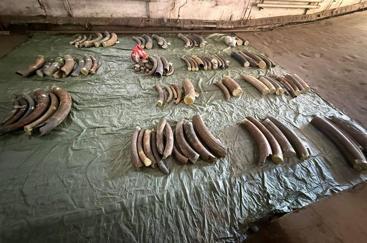 Хабаровские таможенники нашли тонну бивней мамонтов в 15 чемоданах у иностранцев  В пункте пропуска Благовещенск двое иностранных граждан попытались вывезти в Китай почти тонну фрагментов бивней мамонтов — 939 килограммов, распределённых по весьма внушительному количеству чемоданов. По подсчету сотрудников их оказалось не меньше 15.   ‍  Ситуацию сделала курьезной реакция самих «туристов»: при досмотре багажа мужчины не смогли объяснить происхождение груза и не предъявили никаких разрешительных документов. Эксперты подтвердили — находки имеют культурную ценность.  Возбуждено уголовное дело по статье о контрабанде культурных ценностей в крупном размере, совершённой группой лиц. Максимальное наказание — до 10 лет лишения свободы и штраф до 1 млн рублей. Следствие продолжает устанавливать других причастных к контрабанде лиц.  Фото: пресс-служба Хабаровской таможни   AmurMedia   Прислать новость
