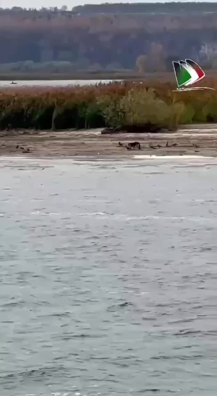 В Казани спасли застрявшую на острове Маркиз собаку