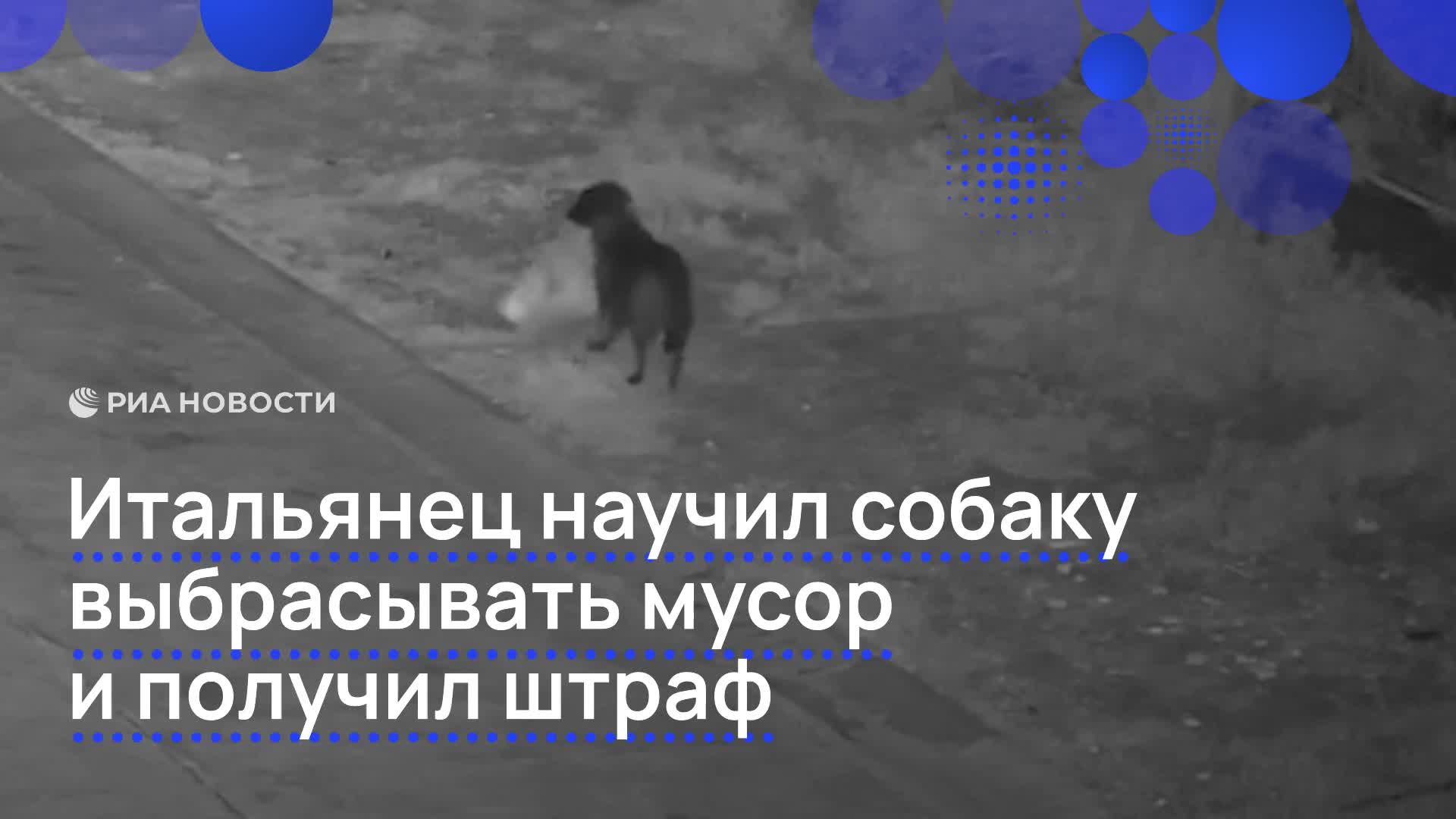 Собака помогает хозяину избегать штрафов за мусор в Италии