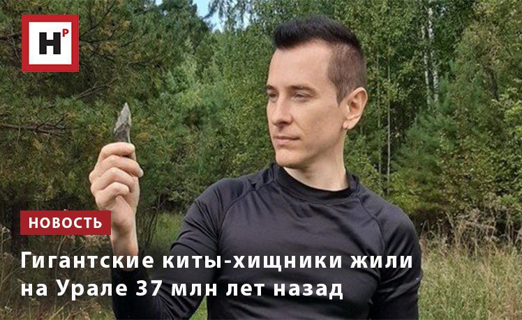 На Урале нашли зуб эоценового хищного кита первое такое свидетельство для региона Находка датируется примерно 37 млн лет По строению зубов это базилозаврид не фильтратор а хищник для группы характерны длинное змеевидное тело описаны формы до 21 м очень подвижный позвоночник и даже задние конечности Редкая находка которая добавляет Урал на палеокарту древних морей с конкретным укусыванием фактов