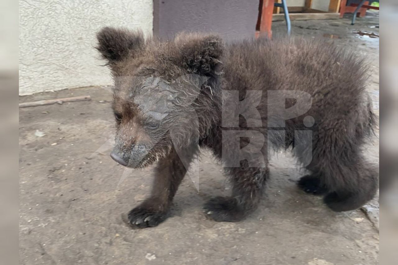 ⏺ Держал малыша в подвале: самарец нашел медвежонка на трассе и поселил дикого зверя у себя дома Одной из первых о медвежонке в поселке Петра Дубрава узнала руководитель самарского центра защиты диких животных «Урсула» Ангелина Сабо. 20 мая местные жители сообщили, что у их соседа в подвале живет медведь. После этого в поселок приехали с проверкой правоохранители. Мужчина сначала рассказал, что медвежонка ему подарили, но позже признался. - Он ехал домой и увидел на дороге сбитую медведицу, а рядом бегал медвежонок. Самарец решил забрать малыша себе, привез домой и ласково назвал Мишей, - рассказал «КП-Самара» собственный источник, знакомый с ситуацией. Что будет с Мишей дальше – неизвестно. Вероятно, малыш будет жить в зоопарке, либо его выпустят в естественную среду обитания. Зато про его «спасителя» с трассы все достаточно ясно. По данным источника «КП-Самара», мужчину обязательно привлекут к административному наказанию и наложат на него штраф. Однако не стоит исключать и уголовное дело.