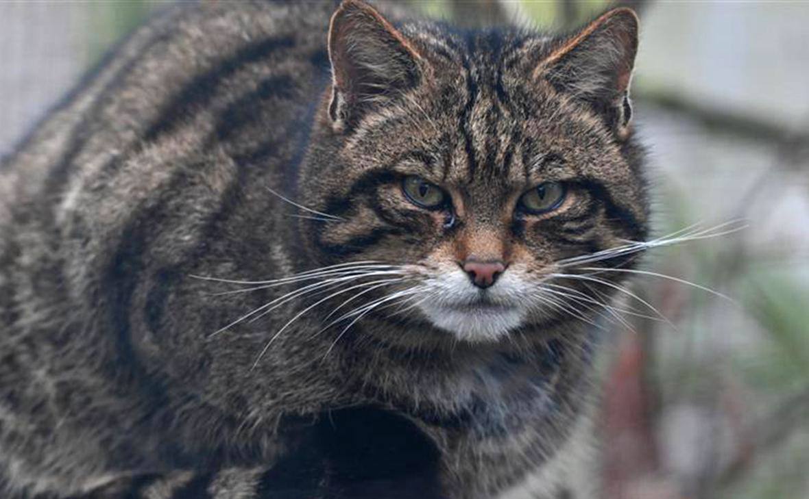 Новая Зеландия планирует истребление диких кошек к 2050 году Власти Новой Зеландии включили бездомных одичавших кошек в программу Хищники 2050 направленную на борьбу с экспансивными видами Министр охраны природы Тамы Потаки сообщил что истребление диких кошек угрожающих местной фауне начнётся на государственном уровне С 2016 года когда была создана программа это первый случай добавления нового вида в список объектов борьбы Более 2 5 миллионов диких кошек в стране ставят под угрозу вымирание уникальных видов птиц таких как южноновозеландский дотеррель и летучие мыши в районе горы Руапех Подробный план уничтожения диких кошек будет представлен в марте 2026 года