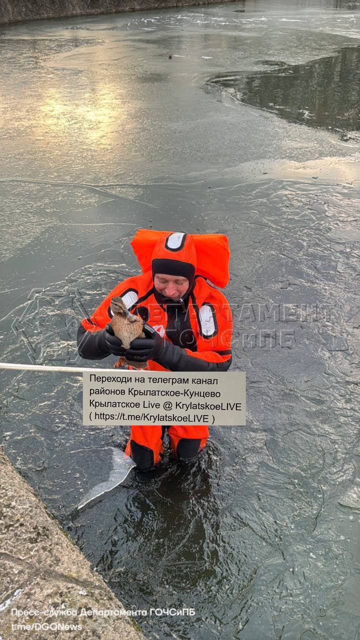 Утка примерзла к коре льда в пруду на западе Москвы    Ледяную кому птица получила, когда вечером покупалась в воде, а ночью вдарили морозы. Так утка не смогла вылезти и просидела на месте до утра. Внимательные прохожие заметили ее и вызвали подмогу.  Спасатели при помощи страховки вытащили мученицу из холода и передали администрации.   Переходи на телеграм канал районов Крылатское-Кунцево  Крылатское Live @ KrylatskoeLIVE