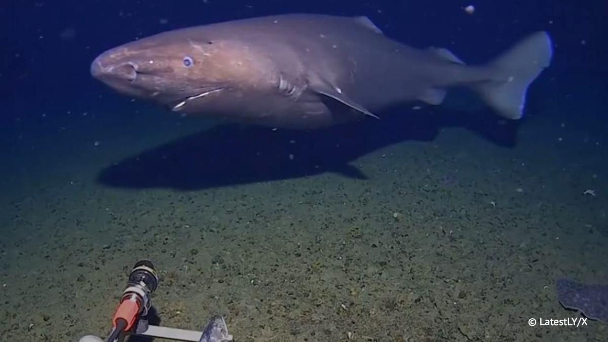 Эти существа настоящие танки Ученые впервые заметили акулу в водах Антарктики сообщило агентство AP Длина акулы лениво проплывавшей по морскому дну оценивается в 3 4 метра Ее засняли на глубине порядка 490 метров Температура воды в этом месте составляет около ноля градусов Цельсия