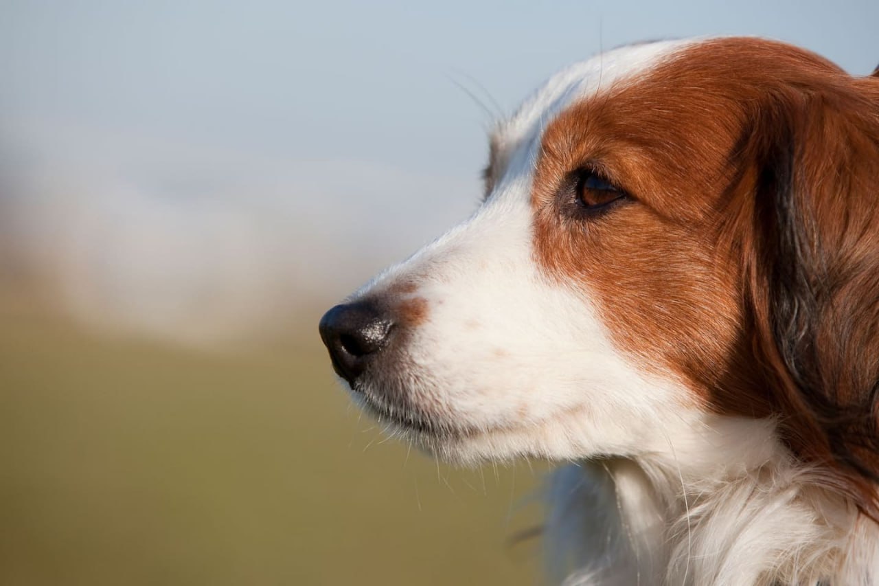 Житель Хабаровского района убил чужую собаку за то что та его покусала 45 летний житель села Черная Речка уехал на заработки оставив собаку дома Вернувшись пса он не нашел а сожительница заявила что животное скончалось Полиция выяснила что пса забил односельчанин пострадавшего Мужчина пришел в дом по приглашению знакомой которая проводила там время вместе с подругой потерпевшего После застолья пес покусал мужчину тогда тот избил его битой и ударил ножом в шею Собаку он отнес в лесополосу От причиненных увечий животное скончалось Возбуждено уголовное дело по статье Жестокое обращение с животными   Будь в курсе событий везде ОК VK MAX