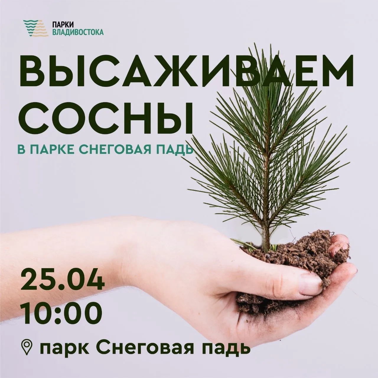 25 апреля приглашаем всех желающих поучаствовать в озеленении парка Снеговая падь В этот день в общественном пространстве совместно с учреждением Зелёный Владивосток планируем высадить большую партию сеянцев сосны корейской Сеянцы это молодые деревья которые вырастили из семян и ещё ни разу не пересаживали У таких растений небольшая корневая система поэтому они нетяжёлые и с их посадкой справится любой человек Участникам предоставим перчатки и грабли а также проведём инструктаж как правильно садить саженцы Начало мероприятия в 10 00 встречаемся на верхней площадке парка Снеговая падь ориентир большой навес около центральной аллеи Подписывайтесь на Парки Владивостока в MAX