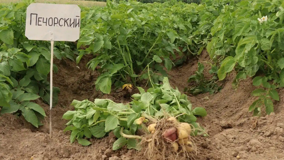 Новый эталонный сорт картофеля для Крайнего Севера запатентовали в Коми  Характеристики нового сорта картофеля читайте