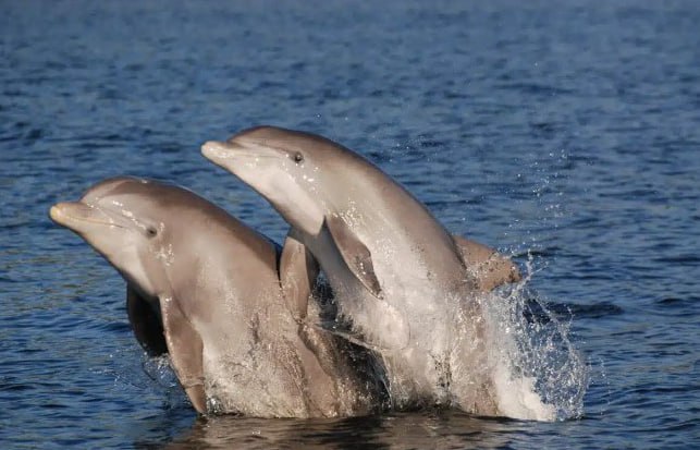 Дружба действительно замедляет старение подтвердили ученые на примере дельфинов Выяснилось что прочные и стабильные дружеские отношения омолаживают организм на молекулярном уровне примерно на 1 7 года А вот участие в крупных группах и тусовках наоборот было связано с ускоренным биологическим старением Подписывайтесь на Бердянск Актуально Всегда актуальные новости