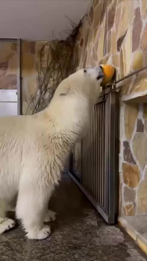 Белая медведица Айка из Московского зоопарка отпраздновала 5-летие с ледяным тортом