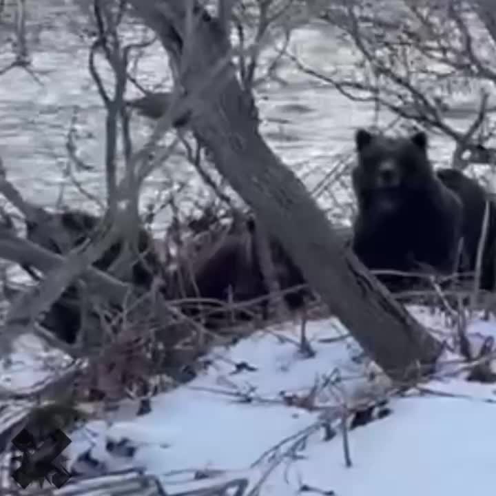 На Камчатке медведи украли улов у рыбака
