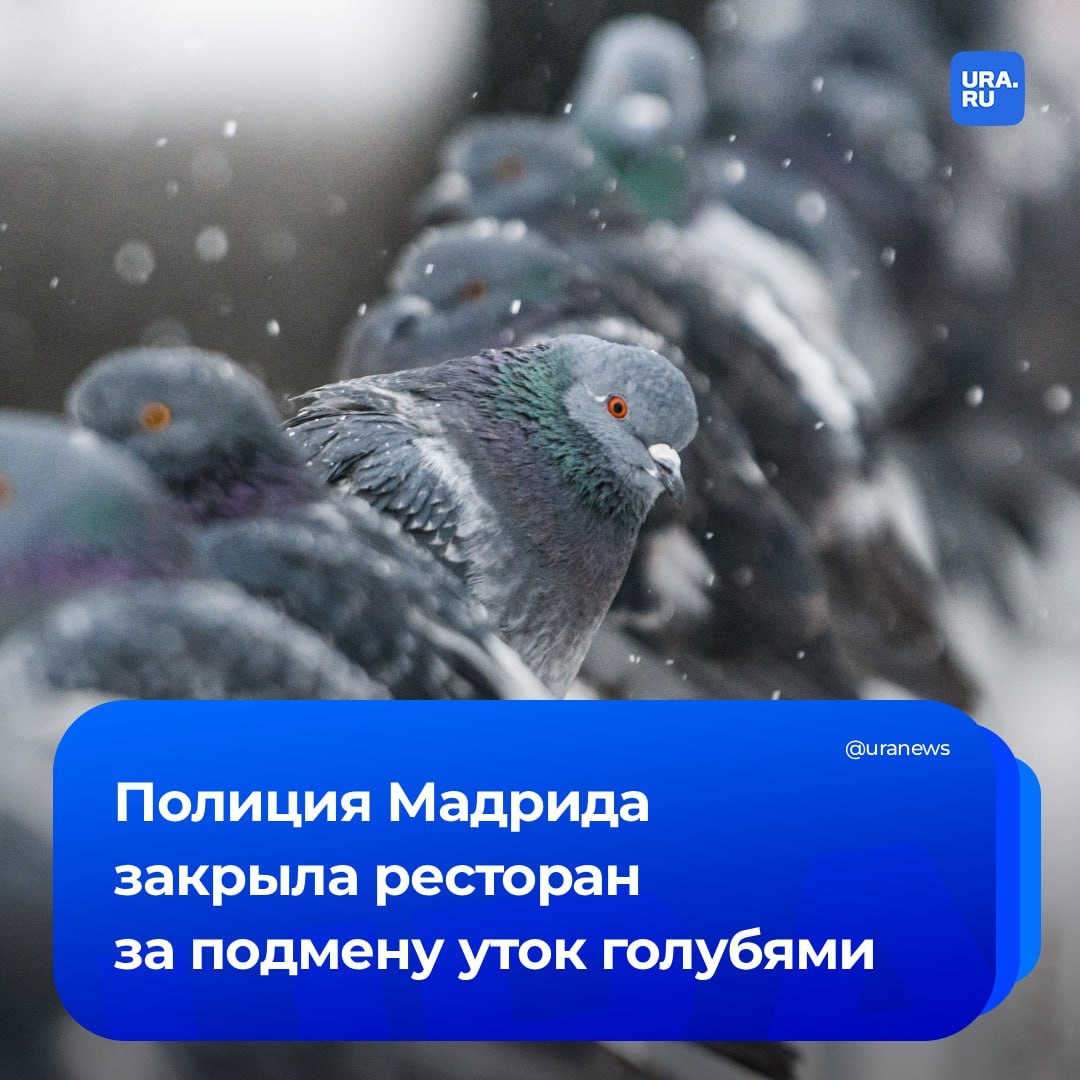 Уличных голубей подавали посетителям ресторана в Испании вместо уток Полицейские нагрянули в кафе после жалоб посетителей Люди заявляли что стали свидетелями антисанитарных условий в заведении сообщило The Sun Оказавшись внутри полицейские сделали крайне тревожное открытие На кадрах видны мешки с грязным неопознанным мясом и большие миски с ощипанными уличными голубями Птиц готовили для использования в блюдах которые продавали ничего не подозревающим покупателям Условия на кухне были не менее шокирующими говорится в материале Рядом с мешками располагались немытые миски стоящие у восьми неработающих холодильников в которых были испорченные продукты Кроме того в заведении ползали тараканы После рейда ресторан Джин Гу получил предписание немедленно прекратить работу и закрыться Подписаться на URA RU мы в MAX