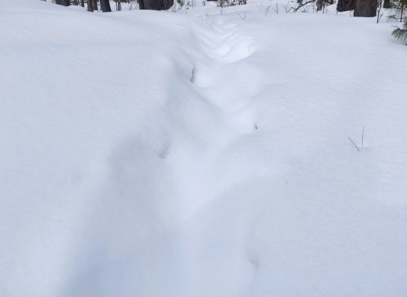 Первый медведь вышел из спячки в Иркутской области Следы были замечены в Слюдянском районе    Читать подробнее на сайте...