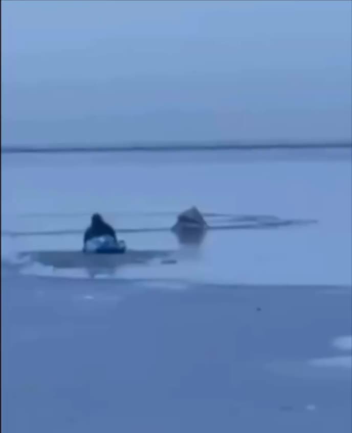 Спасение пеликана и новые места обитания кудрявого пеликана в Волгоградской области