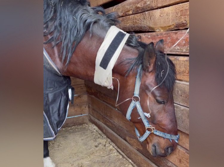 В конном клубе в парке Волжский жестоко отравили еще пять лошадей В Волжском конный клуб У озера снова стал жертвой покушения неизвестного живодера Хозяйка клуба Ярослава поделилась очередной трагедией в своем телеграм канале Девушка заявила что кто то пробрался в конюшню в ночь на 6 декабря и влил в рот животным кислоту Как стало известно Волжский ру на этот раз пострадали пять коней Четверо животных находятся в стабильно тяжелом состоянии один в критическом Ярослава отмечает что злоумышленник явно имеет навыки работы с лошадьми Он действовал четко и быстро На отравление пяти животных ему хватило 8 минут сообщают НовостиВолгограда ру со ссылкой на видеообращение хозяйки конюшни Преступник даже не побоялся камер Мы уверены в том что это тот же человек который убил наших лошадей в апреле Подробнее на Волжский ру   www volzsky ru index php wx 16 wx2 82162 ВолжскийРу волжский vlz