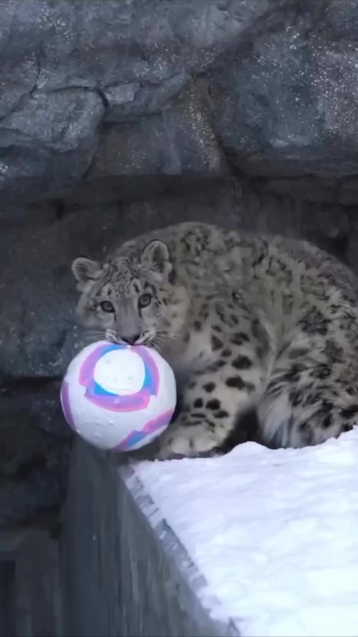 Россия и Китай подписали соглашения по защите редких видов животных