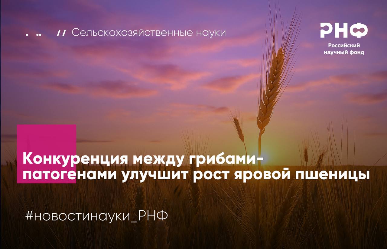 Ученые Новосибирского государственного аграрного университета и Новосибирского государственного педагогического университета впервые показали конкуренция между болезнетворными грибами снижает их патогенное влияние на яровую пшеницу Если по отдельности микромицеты уменьшали массу проростков до 53 8 то при совместном выращивании растения наоборот развивались лучше масса увеличивалась на 24 44 а длина корней на 16 37 по сравнению с контролем Работа поддержана Российским научным фондом   Яровая пшеница составляет около 29 урожая пшеницы в России Урожайность зависит не только от климата и удобрений но и от почвенных патогенных грибов которые повреждают ткани растений и выделяют токсины Обычно с ними борются химическими фунгицидами но экологичные методы защиты становятся все более актуальными В исследовании изучались четыре вида фитопатогенных грибов Bipolaris sorokiniana Fusarium poae Fusarium oxysporum Fusarium equiseti выделенные из корней пшеницы в Новосибирской области Эти грибы возбудители болезней более 200 видов культурных и диких растений во всем мире Помимо того что выбранные виды вызывают гнили корней появление пятен на листьях и увядание растений они способствуют накоплению в урожае токсичных соединений опасных для человека и животных  Эксперимент показал что отдельном воздействии грибы угнетали развитие растений например Fusarium poae снижал всхожесть на 16 а Fusarium equiseti уменьшал массу проростков более чем наполовину Однако при совместном выращивании микромицеты подавляли друг друга и патогенность снижалась что благоприятно отражалось на росте растений Попарное выращивание грибов разных видов увеличило длину корней на 16 37 ростков на 1 4 а массу проростков на 24 44 по сравнению с группой контроля Кроме того если грибы выращивали вместе то на зародышевых органах растений появлялись только пятна и не было признаков гнили при этом вредоносность болезни не увеличивалась Эти результаты открывают перспективы разработки новых биопрепаратов для защиты сельскохозяйственных культур Наши результаты потенциально позволят снизить вредоносность патогенных микромицетов например путем создания принципиально новых биологических препаратов для защиты растений основанных на жидкостях которые образуются при выращивании конкурентных грибов В будущем мы планируем исследовать биохимические механизмы конкуренции микромицетов и возможности ее использования в защите растений рассказывает руководитель проекта поддержанного грантом РНФ Марина Селюк кандидат биологических наук доцент кафедры защиты растений Института фундаментальных и прикладных агробиотехнологий НГАУ Результаты опубликованы в журнале Агрохимия Подробнее в материале РИА Новости новостинауки РНФ сельскоехозяйство