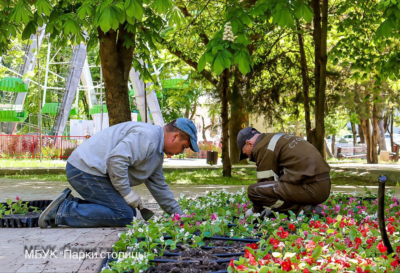 В Гагаринском парке Симферополя высадят ещё три тысячи цветов Бегонии украсят клумбы у аттракционов. Как сообщили в муниципальном учреждении «Парки столицы», посадочный материал предоставил социально ориентированный бизнес.