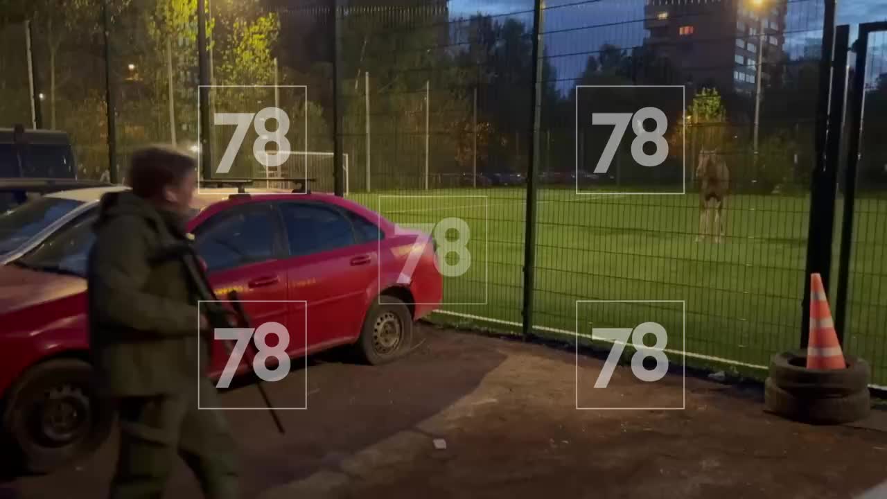 Лося усыпили и вывезли в лес после инцидента на футбольной площадке в Петербурге