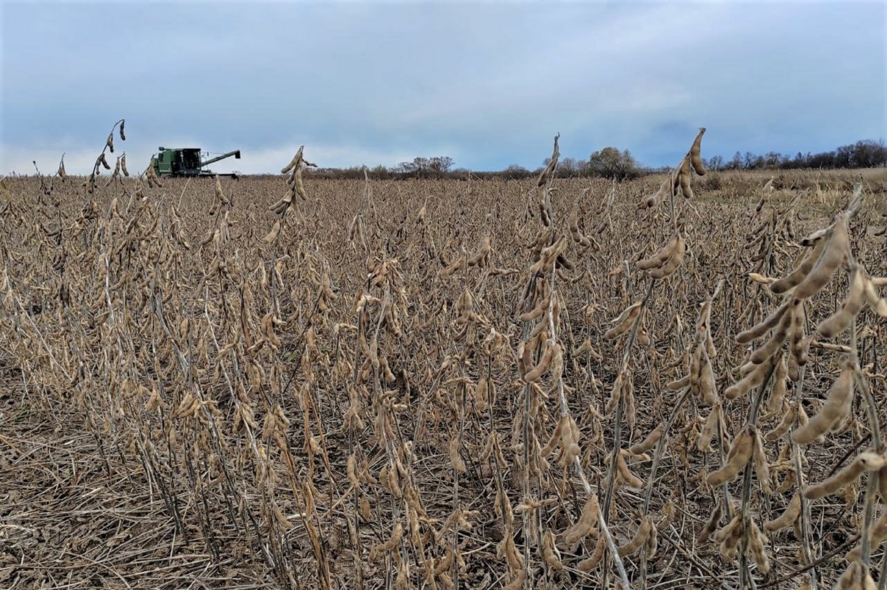 За аграрный сезон 2025 года в ЕАО введено в оборот более 1200 га новых сельхозземель Аграрный сектор ЕАО демонстрирует устойчивую динамику развития расширяя территории под посевы стратегически важных культур По итогам года в рамках федеральной программы по вовлечению в оборот неиспользуемых земель сельхозназначения в регионе освоено 1213 га В своего рода резерве остаются нереализованными еще около 25 520 га земли Пять сельскохозяйственных товаропроизводителей области завершили комплекс культуртехнических мероприятий который включал расчистку территорий от древесно кустарниковой растительности пней камней и проведение первичной обработки почвы Эти работы позволили вовлечь в сельскохозяйственный оборот земли которые ранее не использовались Общий объем инвестиций в проведение культуртехнических работ превысил 23 млн рублей Часть затрат была компенсирована за счет средств государственной поддержки Подробнее читайте по ссылке   riabir ru 474503