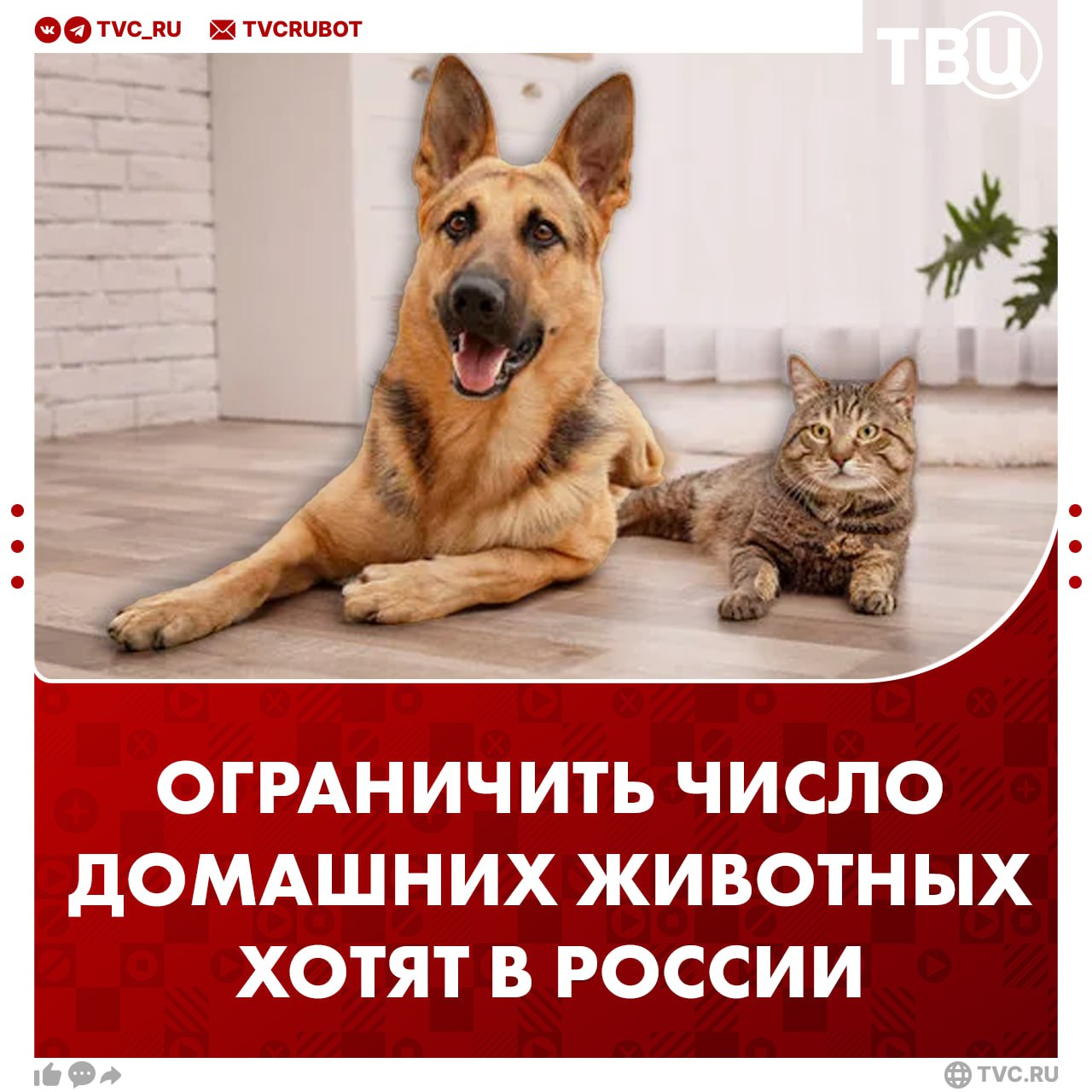 Россиянам могут ограничить число домашних животных в зависимости от площади квартиры Соответствующий законопроект который внес депутат Евгением Марченко рассмотрят в Госдуме в этом месяце Согласно ему на 18 квадратных метрах общей жилой площади можно будет завести только одну взрослую собаку или кошку В случае рождения потомства проект предполагает шестимесячный срок для пристройства животных Также есть исключения для собак проводников По мнению парламентария это позволит сократить конфликты между соседями обеспечить санитарно эпидемиологические требования и создать единые справедливые стандарты содержания домашних животных Подписаться на ТВЦ в MAX Поддерживаете