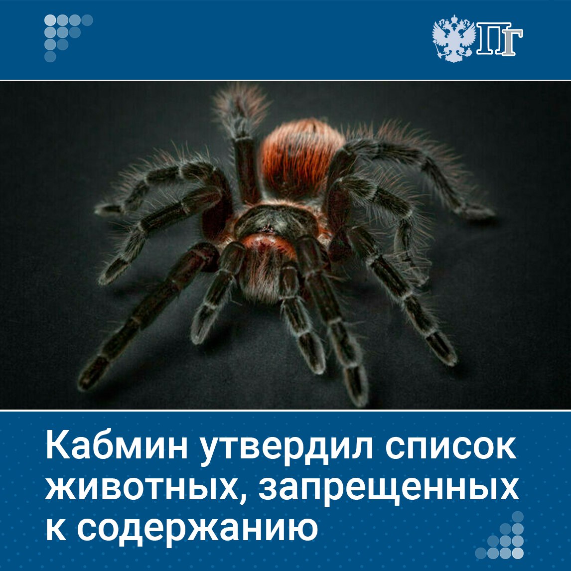 В России утвердили новый список животных, запрещенных к содержанию. В перечень вошли более ста видов животных, разделенных на 33 категории: от крокодилов и змей до китообразных и хищников. Согласно документу, запрещается содержать в неволе кобр, тайпанов, мамб и питонов длиной более четырех метров, а также песчаных эф, габонских гадюк, ужасного листолаза, ядовитую квакшу, плюющегося черного толстохвостого, индийского красного и бразильского желтого скорпионов. Также под запретом каракурты, тарантулы, пауки-отшельники и черные вдовы. Распоряжение вступит в силу 1 сентября и будет действовать 6 лет — до 1 сентября 2031 года. Подписаться на «Парламентскую газету»