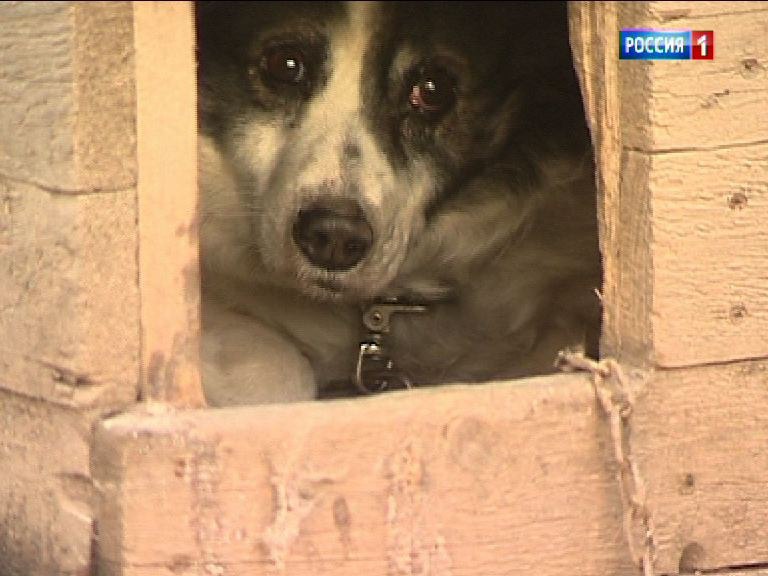 В ГУ МВД Ростовской области поступило сообщение о том что в одном из приютов для животных расположенном в Аксайском районе жестоко обращаются с питомцами На место прибыли сотрудники полиции По информации правоохранителей сейчас проводится проверка направленная на выяснение обстоятельств произошедшего По ее результатам будет принято решение в соответствии с законодательством подчеркнули в ведомстве Вести Дон Telegram MAX