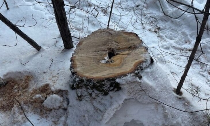 Чёрного лесоруба задержали  в Заводоуковском городском округе  Ущерб в 40 тыс. рублей причинил лесному фонду чёрный лесоруб в Заводоуковском городском округе. Незаконная рубка березы объёмом в два кубометра выявлена в Падунском участковом лесничестве.   Сотрудники полиции по горячим следам установили личность причастного к незаконной рубке. Ему грозит штраф до 3 млн рублей либо принудительные работы, а также лишение свободы.