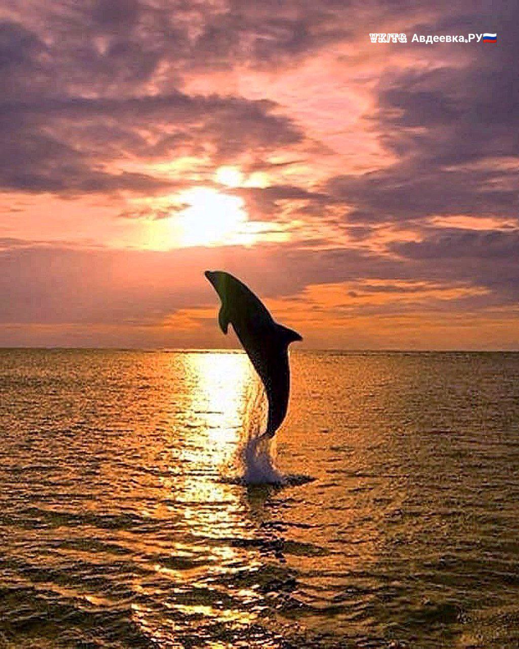 31 октября Международный день Чёрного моря Праздник учреждён в 1996 году и приурочен к подписанию Стратегического плана действий по реабилитации и защите Чёрного моря в этот день