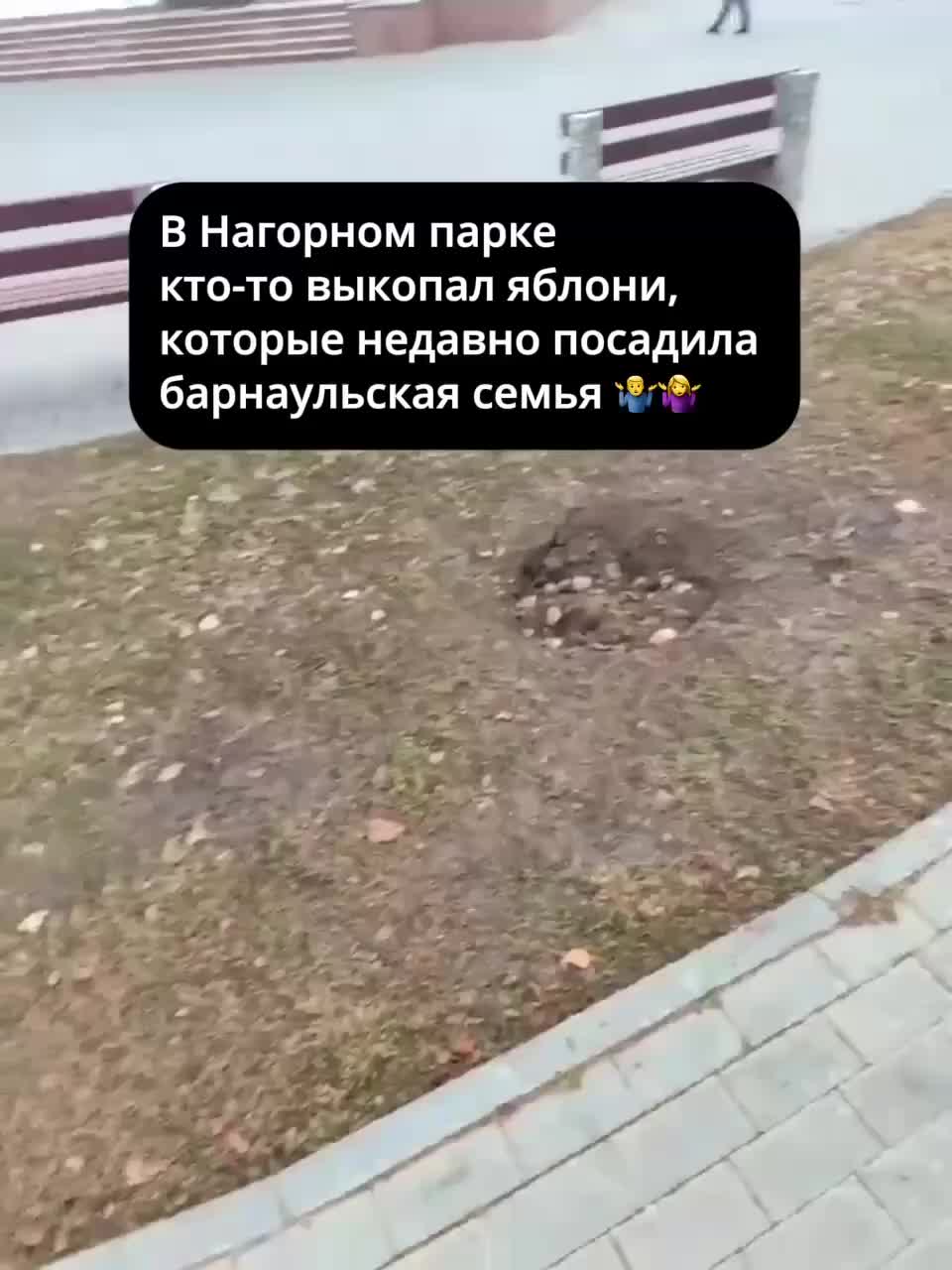 В Барнауле исчезли высаженные яблони и гортензии из Нагорного парка