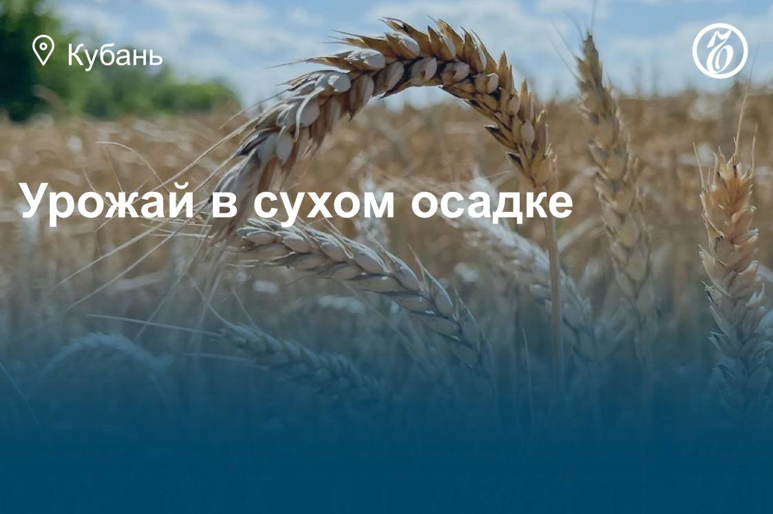 Коммерсантъ Кубань Черноморье На Кубани предварительный ущерб аграриев от засухи оценили в 1 5 млрд рублей На Кубани по итогам уборки зерновых колосовых и зернобобовых культур аграрии собрали 9 3 млн т зерна то есть меньше чем в прошлом году Предварительный ущерб сельхозпроизводителей Краснодарского края от засухи страховые компании оценивают в 1 5 млрд руб На господдержку агрострахования власти региона направили 430 млн руб При этом по заверению властей полученного урожая зерна достаточно чтобы закрыть внутренние потребности края Подробнее в материале Урожай в сухом подробнее на канале Коммерсантъ Кубань Черноморье