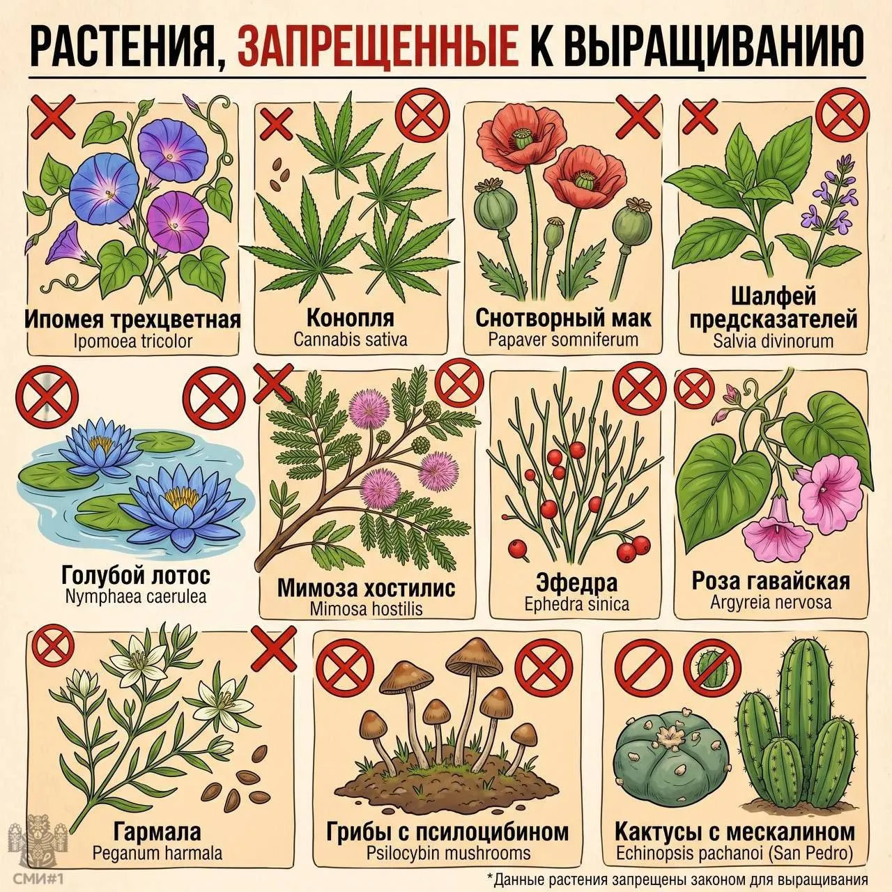 Дачникам приготовиться некоторые популярные растения могут привести к штрафу В этот список входят не только широко известные конопля и снотворный мак но и менее очевидные позиции ипомея трехцветная голубой лотос шалфей предсказателей эфедра гармала мимоза хостилис гавайская роза а также некоторые виды грибов с содержанием псилоцибина и кактусов с мескалином Юристы напоминают если таких растений на участке немного ответственность может наступить по административной статье владельцу грозит штраф от 3 до 5 тысяч рублей либо арест до 15 суток Причем наказать могут даже в случае самосева если после официального предписания участок не был очищен пишет Российская газета Если же количество посадок признают крупным вопрос уже переходит в плоскость уголовной ответственности В этом случае наказание от штрафа до 300 тысяч рублей до 8 лет лишения свободы Важно и то что размер определяется по числу растений Например для конопли крупным размером считается уже от 20 кустов для мака от 10 для ипомеи трехцветной тоже от 10 Отправь дачникам Читайте нас в МАКС Подписаться Прислать новость