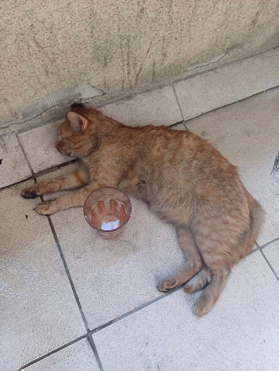 В Кудрово пожарные спасли кота Сегодня утром на улице Ленинградской в Кудрово вспыхнул пожар. Из окна квартиры на седьмом этаже шел дым. Пожарные вскрыли дверь и потушили загоревшуюся мебель. Находившегося внутри кота удалось вывести из задымленного помещения. Ему оказали помощь на свежем воздухе. Люди не пострадали. Подписаться Новости СПБ
