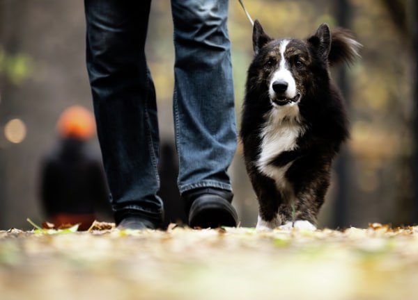 В ответе за тех кого завели Кинологи предложили ввести в России обязательную регистрацию домашних животных Глава Российской кинологической федерации РКФ Владимир Голубев считает что мера повысит уровень персональной ответственности каждого хозяина В комментарии РИА Новости он также выступил за учёт деятельности заводчиков и проведение образовательной работы для формирования принципов ответственного собаководства И в этом контексте мы подчёркиваем важность такого образования для всех будущих владельцев а не только для тех кто выбирает ту или иную породу