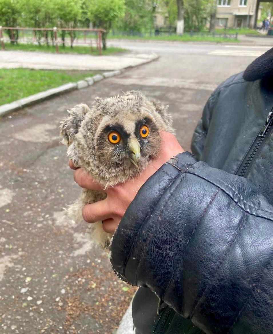 Вот такого красавца нашли в сквере имени Блюхера в Белорецке. Рассказываем, как все было: спасателям поступил звонок от местного жителя о том, что в сквере им. Блюхера на земле обнаружен маленький совенок. Птенца передали специалистам по охране и использованию объектов животного мира. Совенка уже осмотрели ветеринары, переломов нет. Было принято решение передать его в зоопарк в Абзаково на передержку. Подписаться Прислать новость