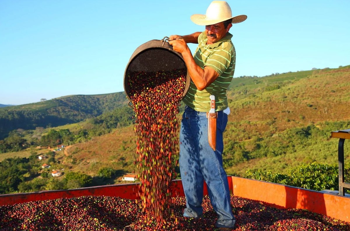 В ближайшие годы вкус кофе во всём мире изменится навсегда из за климата Бразильские фермеры массово переходят с арабики на более выносливую но горькую робусту Арабика даёт тот самый мягкий классический вкус к которому все привыкли но она плохо переносит жару и болезни Экономика на ночь