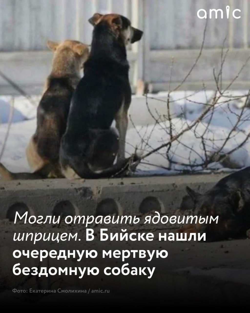 В Бийске обнаружили погибшую бездомную собаку обстоятельства ее смерти вызвали резонанс среди зоозащитников Волонтеры настаивают на возбуждении уголовного дела по статье 245 УК РФ Жестокое обращение с животными сообщают Вести Алтай Тело животного нашли в районе Зеленый клин после обращений местных жителей По словам активистов на собаке заметили повреждения напоминающие следы от инъекции Не исключается версия что животное могли отравить введя яд с помощью шприца Для выяснения причин гибели на место вызвали полицию в ближайшее время планируется проведение вскрытия Жители близлежащих домов утверждают что бездомные собаки в этом районе появляются регулярно однако агрессивного поведения за ними не замечали Случившееся вызвало недоумение и тревогу у горожан В администрации Бийска претензии активистов отрицают заявляя что нарушения не подтверждены Между тем волонтеры намерены добиваться тщательного расследования гибели собаки и привлечения виновных к ответственности Подписывайтесь на amic ru в Max