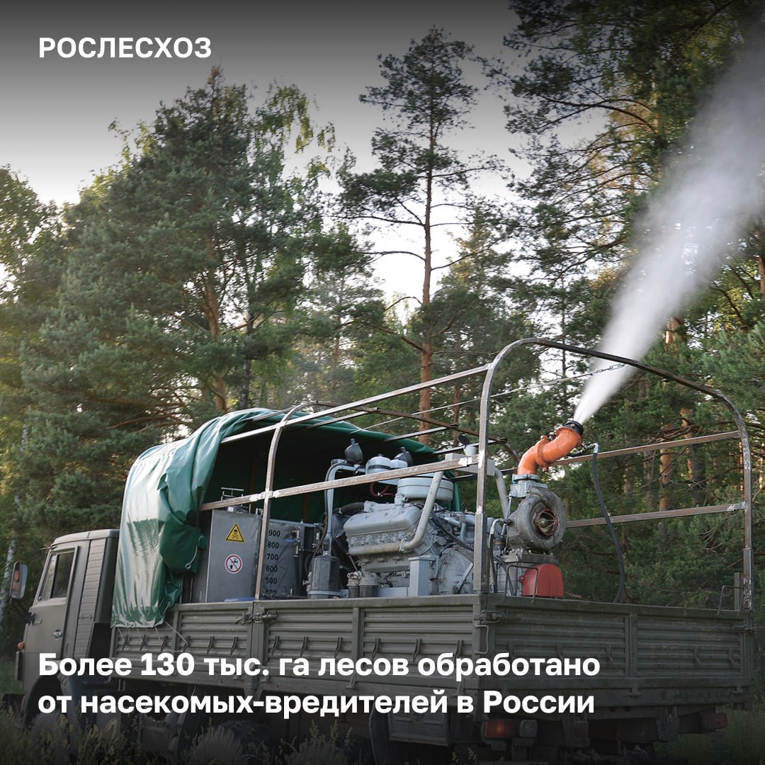 В 2025 году от вредителей обработано свыше 130 тыс. га леса.     Работы прошли в 10 регионах страны в очагах непарного и сибирского шелкопрядов, пилильщика соснового-рыжего, звездчатого и красноголового пилильщиков-ткачей, а также хвойной волнянки.   «Мероприятия по ликвидации очагов вредных организмов в лесах проводились в сложных погодных условиях и в сжатые сроки. Обрабатывали лес как с земли, так и с воздуха. Препараты прошли все нужные проверки и экспертизы. Они безопасны для людей и животных», - отметила начальник Управления воспроизводства и защиты лесов Рослесхоза Елена Бусыгина.    Топ-3 региона по обработке лесов: - Республика Бурятия  53,1 тыс. га ; - Новосибирская область  27,9 тыс. га ; - Иркутская область  21,9 тыс. га .    В ряде регионов приступили к определению эффективности проведенных работ. Для этого на специальных контрольных пунктах в лесах проводится учет погибших вредителей.