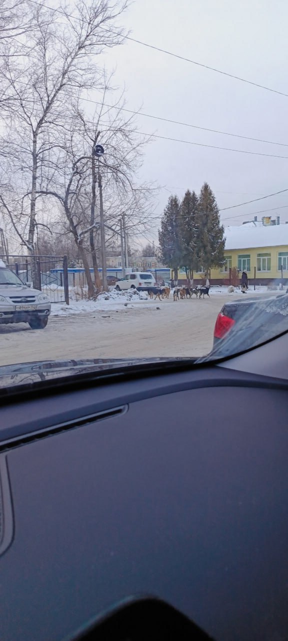 На крупную стаю собак, обитающую возле «Водника», пожаловались жители Бора. На некоторых овчарках заметили ошейники.  «Пугает народ, плюс много детей, которые идут на тренировку. Когда власти займутся этим вопросом?» — спрашивают местные.  По словам борчан, это не единственное место в городе, которое терроризируют собаки. Однако проблема решается не оперативно.